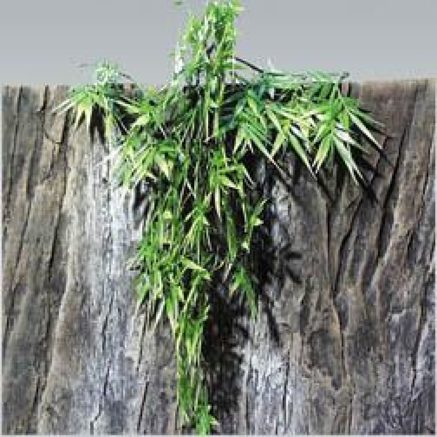 JBL Terraplanta Madagascan Bamboo S