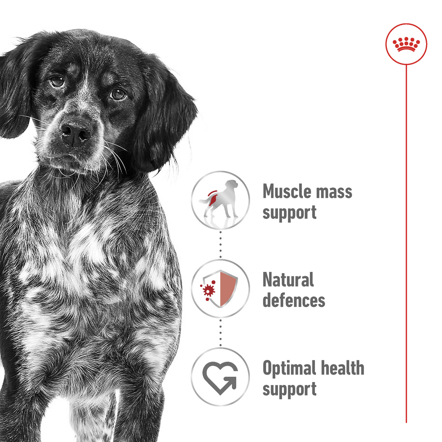 Royal Canin Size Health Nutrition Medium Adult (WET FOOD - Pouches) 10 x 140g