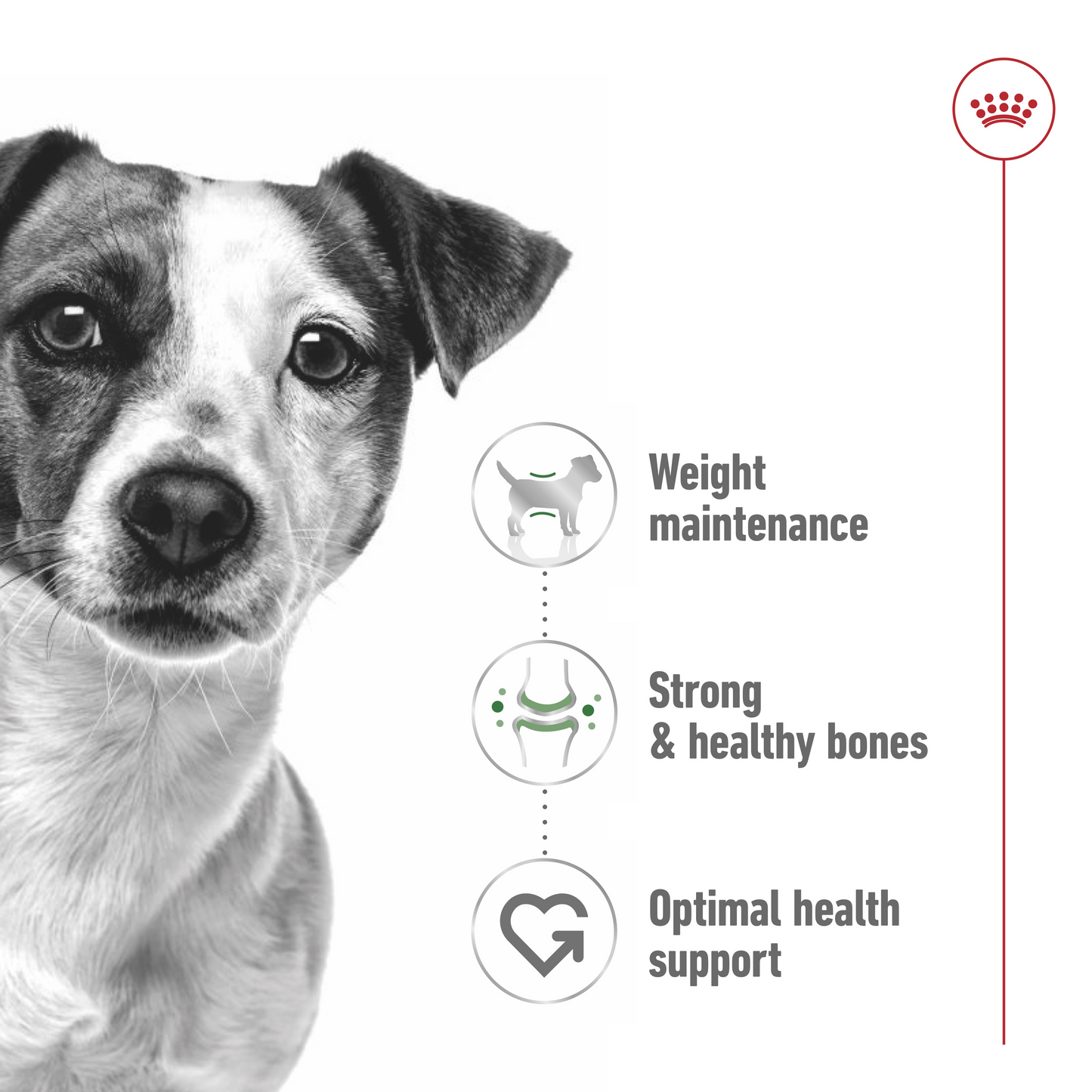 Royal Canin Size Health Nutrition Mini Adult (WET FOOD - Pouches) 12 x 85g