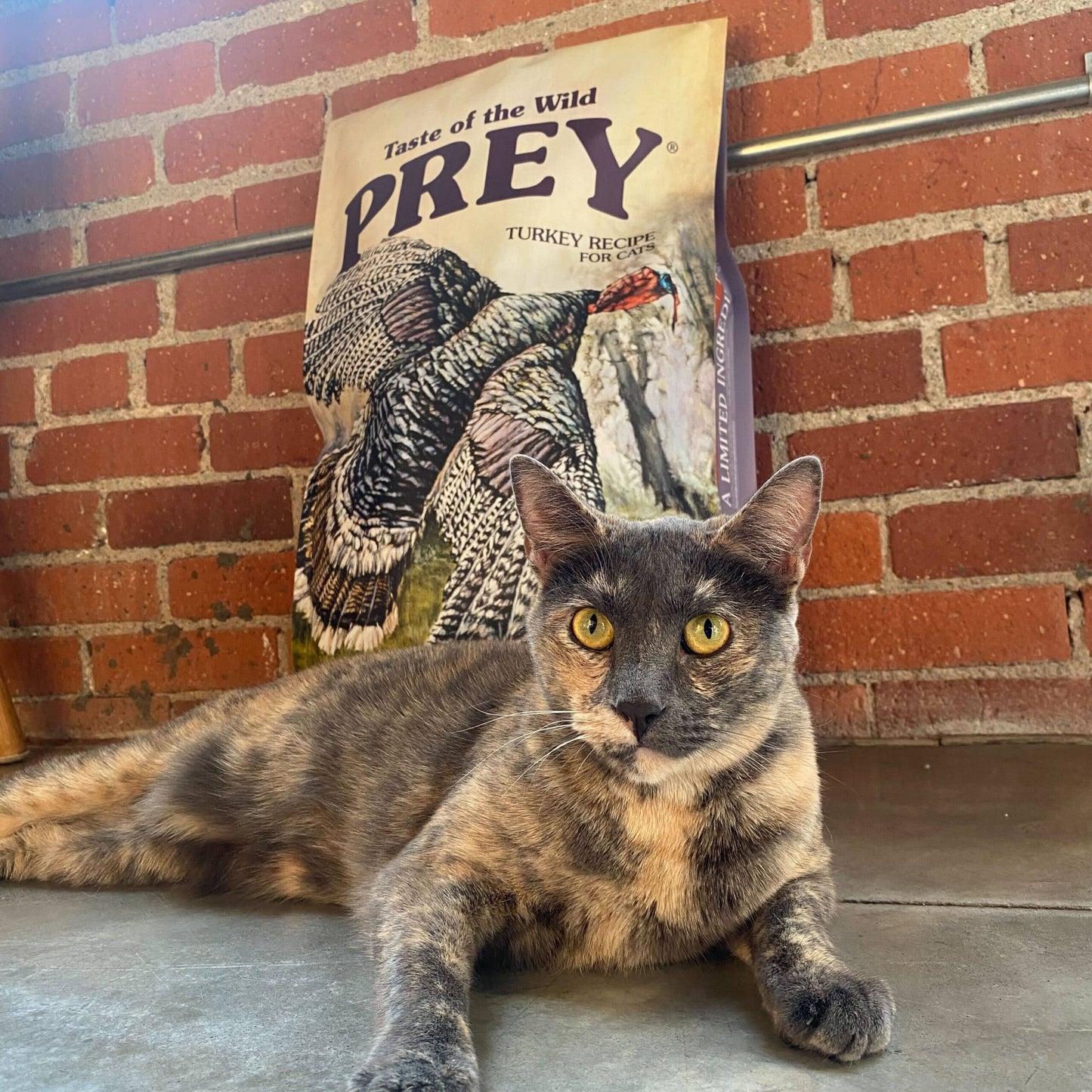 Taste Of Wild Prey Turkey Formula for Cat with Limited Ingredients