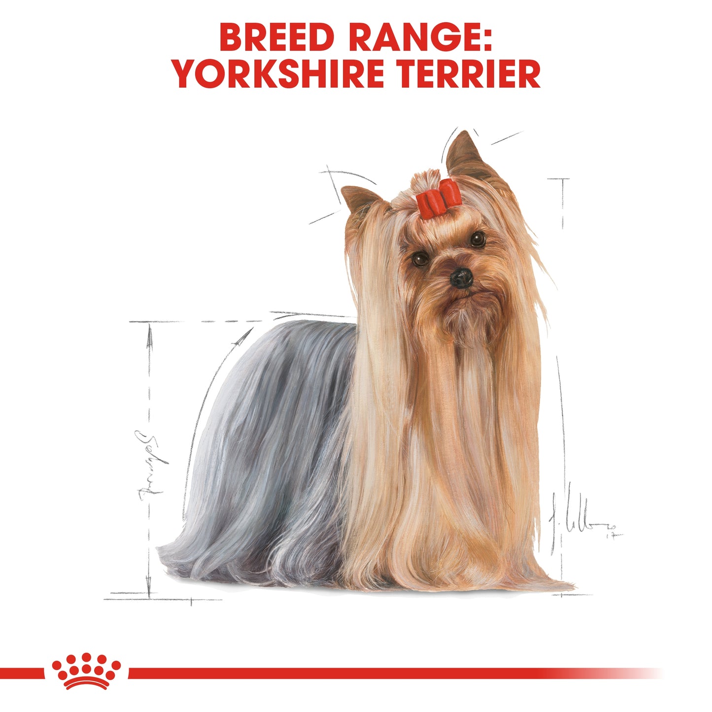 Royal Canin Breed Health Nutrition Yorkshire Adult (WET FOOD - Pouches)