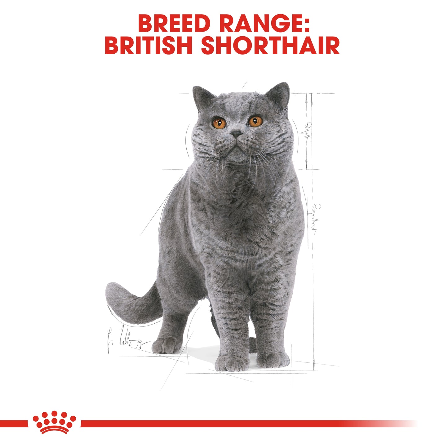 Royal Canin Feline Breed Nutrition British Shorthair Adult