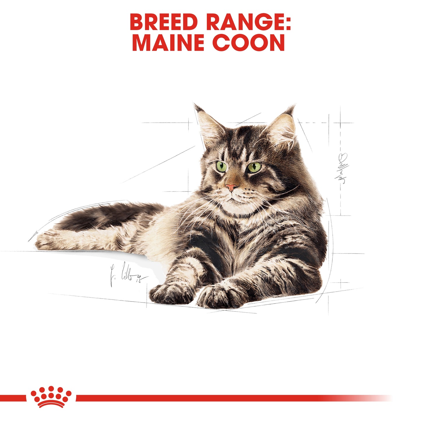Royal Canin Feline Breed Nutrition Maine Coon Adult Cat Dry Food 2 KG