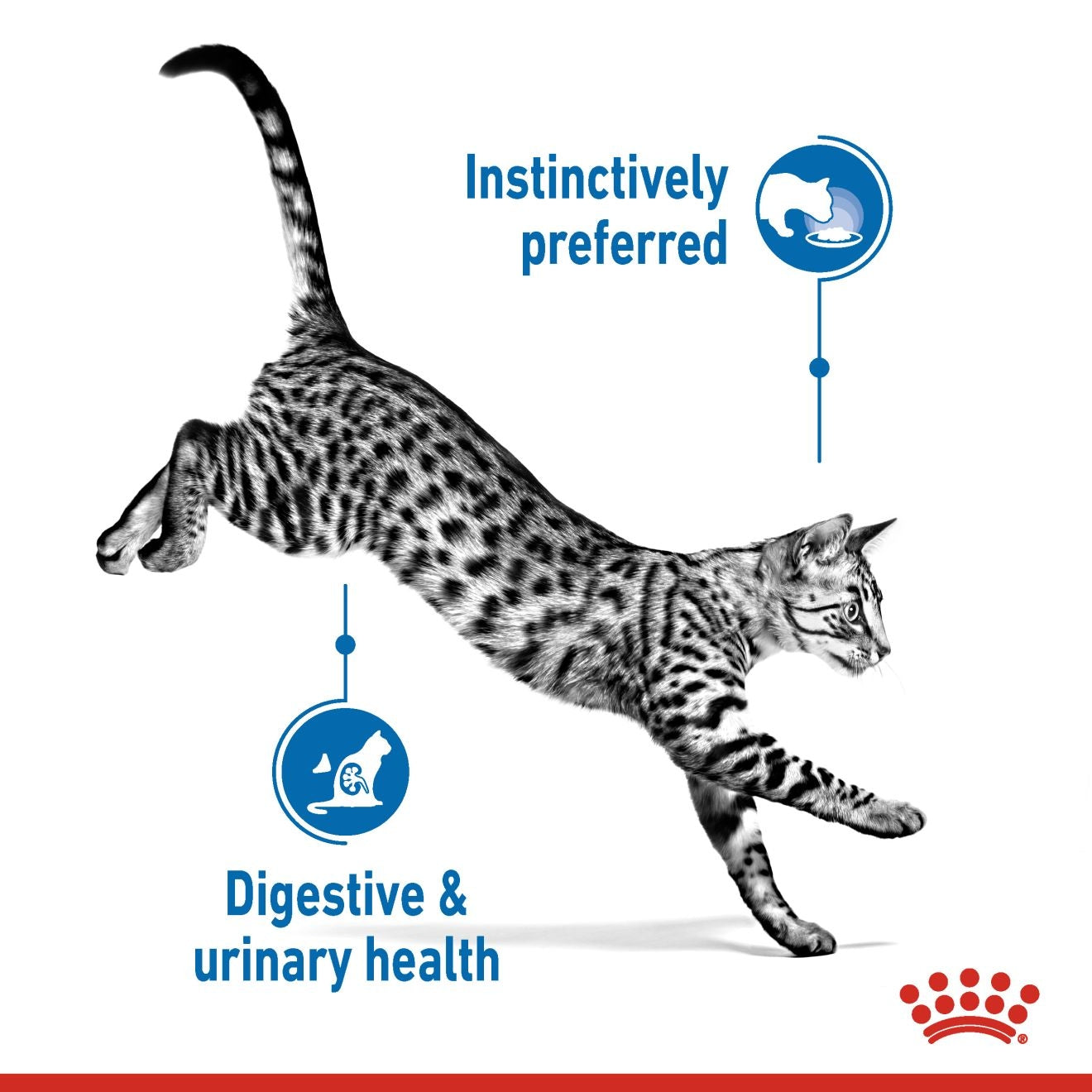 Royal Canin Feline Health Nutrition Indoor Jelly (WET FOOD - Pouches) 12 x 85g