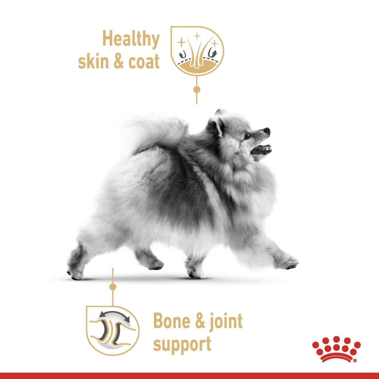 Royal Canin Breed Health Nutrition Pomeranian (WET FOOD - Pouches) 12 x 85g