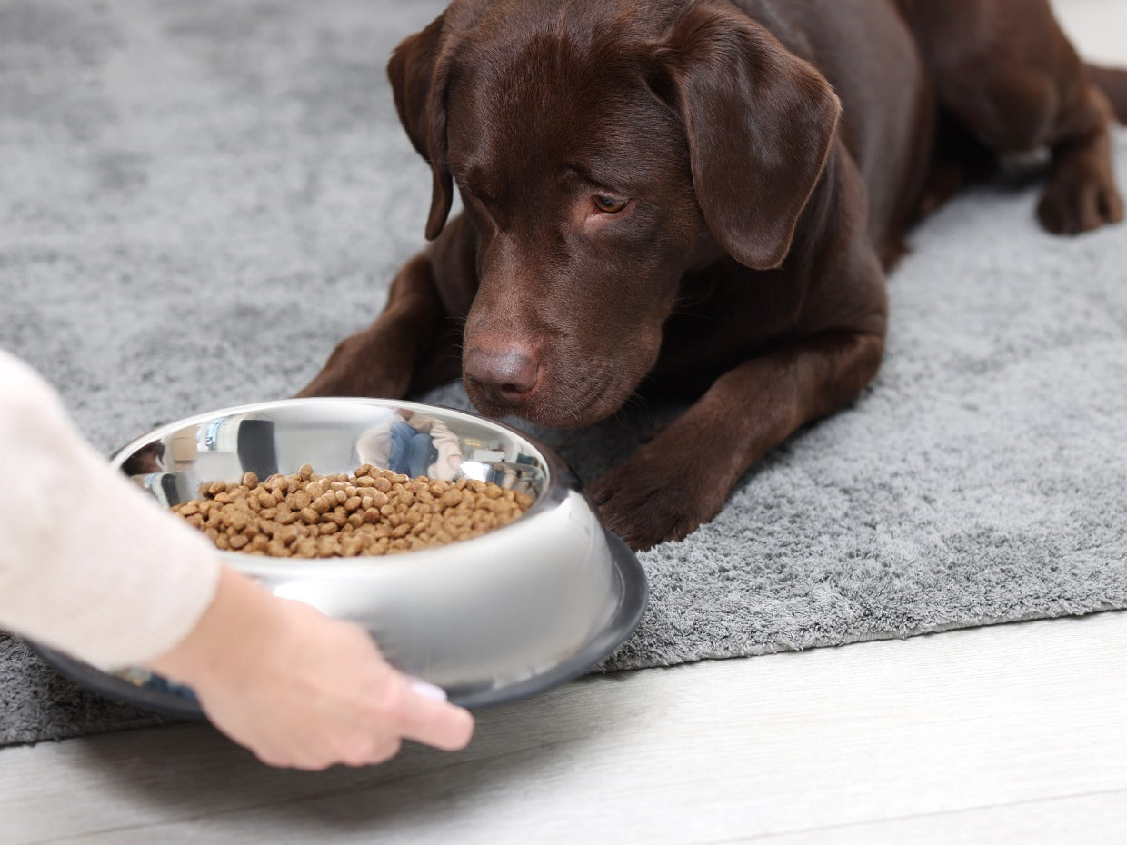 AAFCO Dog Food Standards: What They Mean & Why They Matter