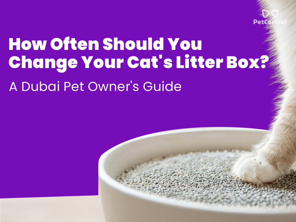How Often Should You Change Your Cat's Litter Box? A Dubai Pet Owner's Guide