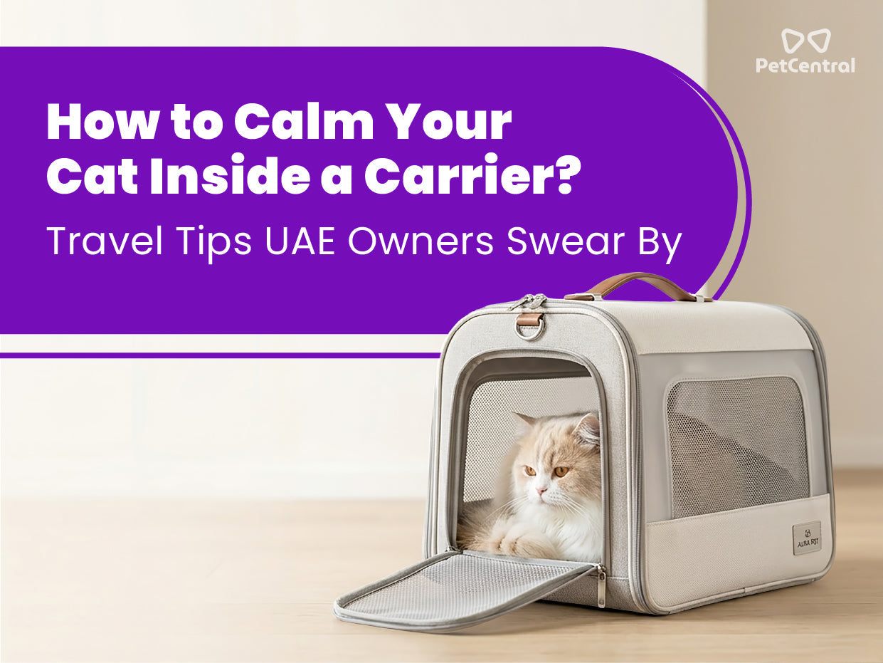 How to Calm Your Cat Inside a Carrier? Travel Tips UAE Owners Swear By