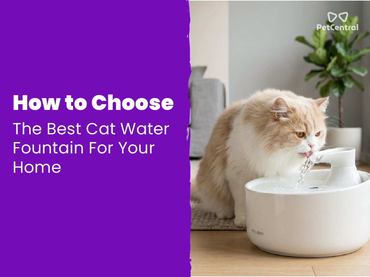 How to Choose the Best Cat Water Fountain for Your Home