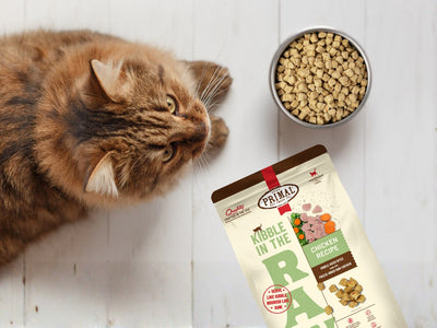 How to Choose the Right Cat Food: Ingredients, Labels & Nutrition Explained