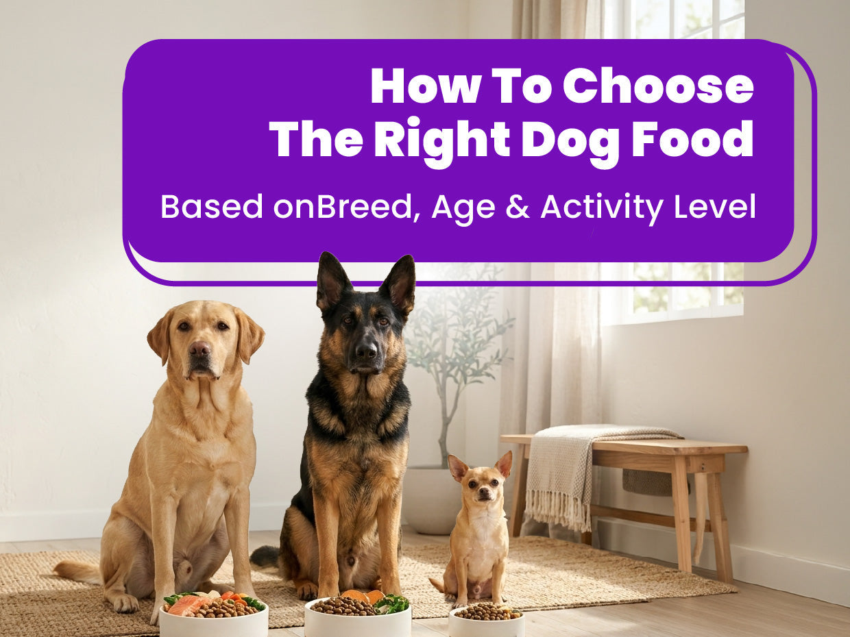 How to Choose the Right Dog Food Based on Breed, Age & Activity Level