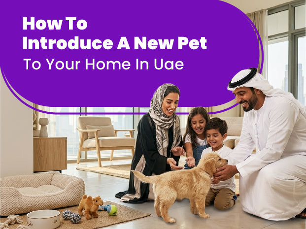 How to Introduce a New Pet to Your Home in UAE