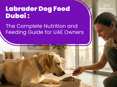 Labrador Dog Food Dubai UAE: The Complete Nutrition and Feeding Guide for UAE Owners