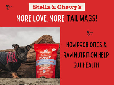 Stella & Chewy’s Digestive Support: How Probiotics & Raw Nutrition Help Gut Health (2026 Guide)