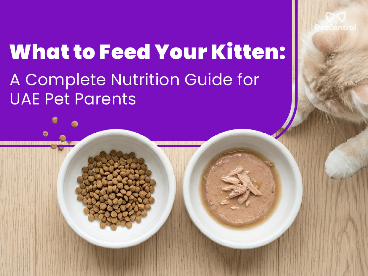 What to Feed Your Kitten: A Complete Nutrition Guide for UAE Pet Parents