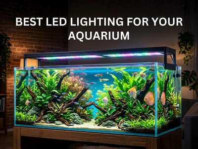 Best LED Aquarium Lighting Available in UAE - Complete Buyer's Guide