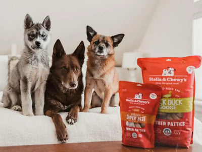 Is a RAW Diet Right for Your Dog? A Guide for UAE Pet Parents