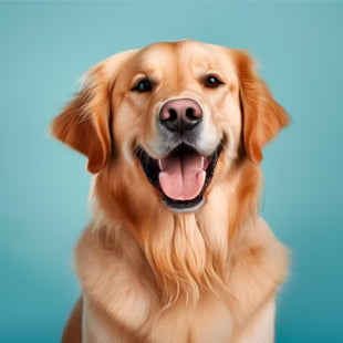 What Is the Best Dog Food for Your Dog? – Complete Guide by Breed & Age