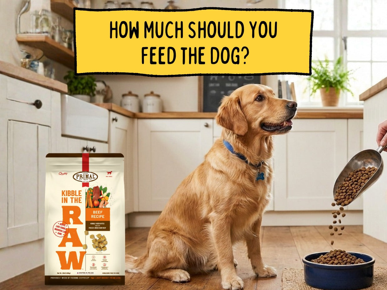 How Much Should I Feed My Dog? Complete Feeding Guide for UAE Pet Owners