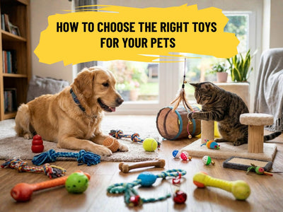 How to Choose the Right Toys for Your Dog and Cat in the UAE