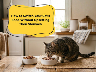 How to Switch Your Cat's Food Without Upsetting Their Stomach