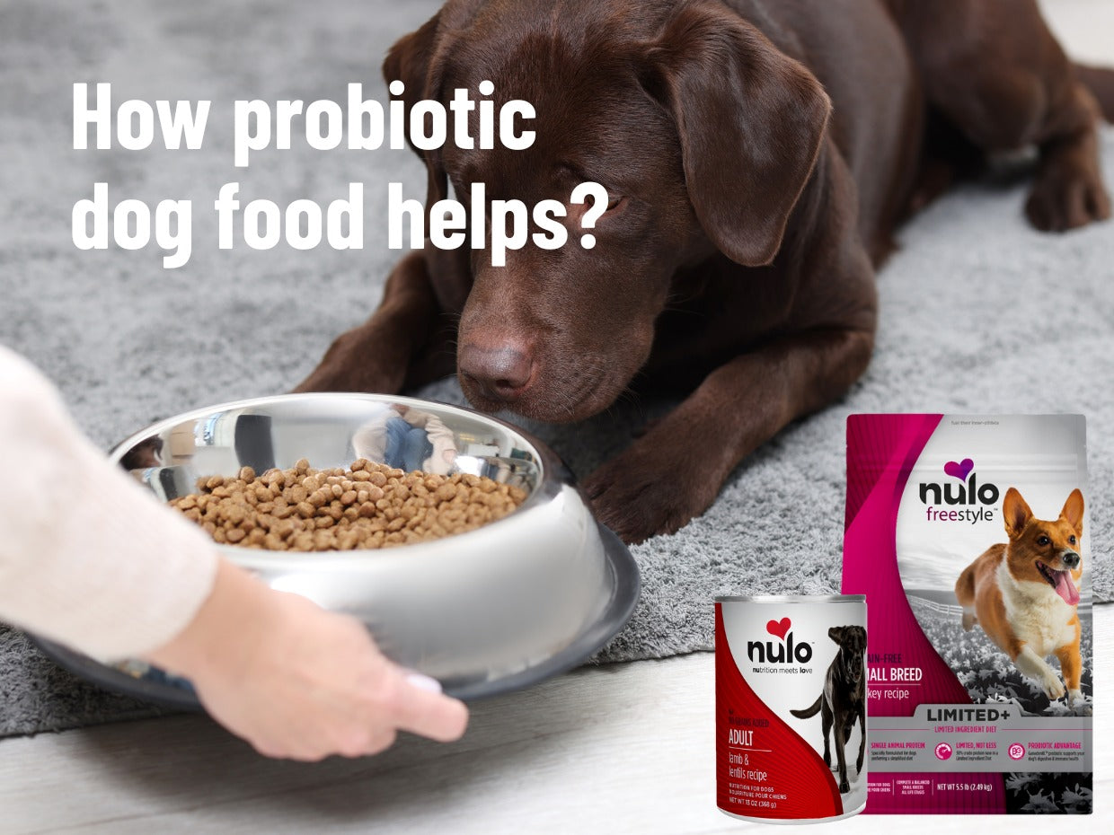 Dog Food with Probiotics