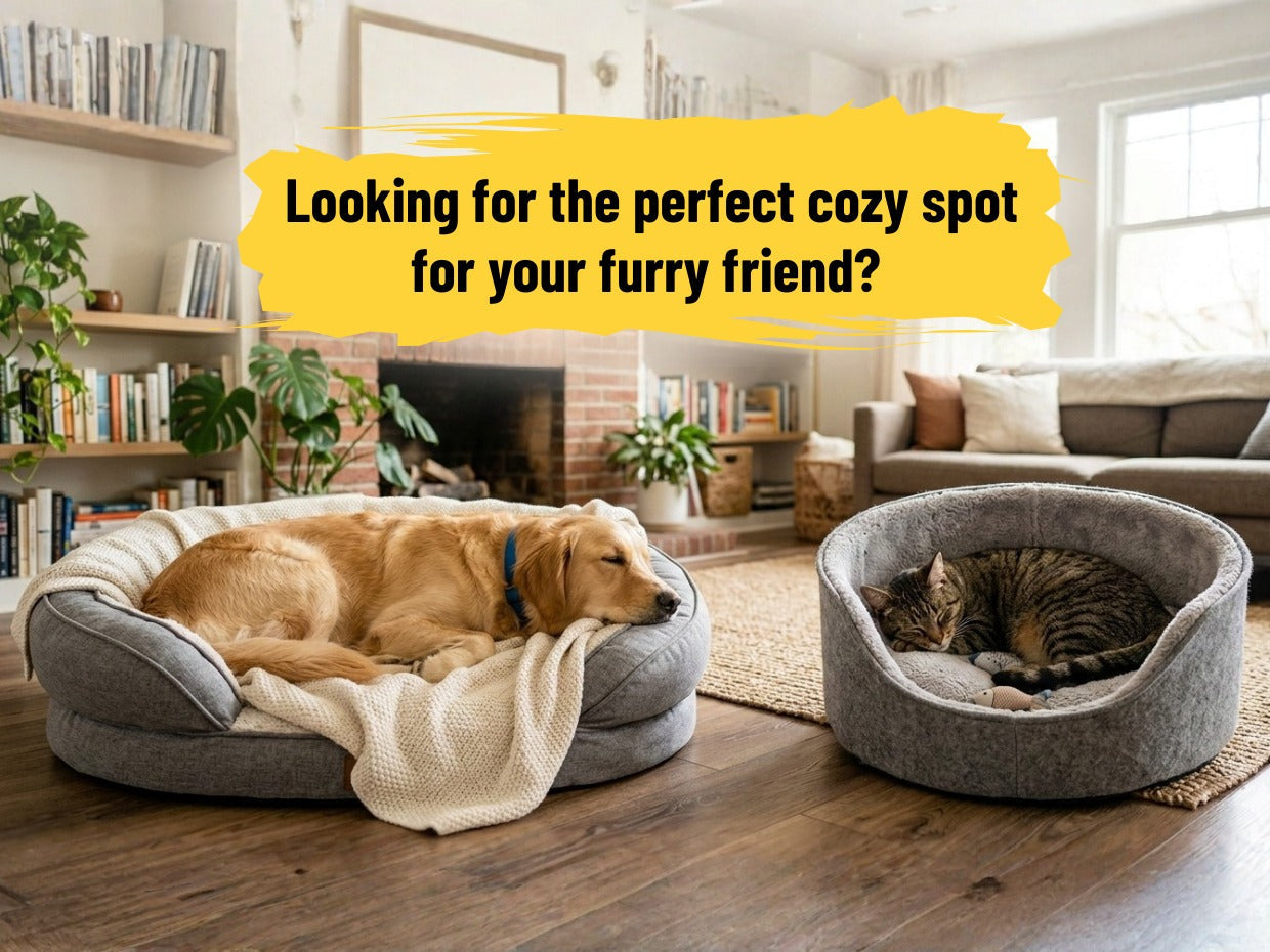 Best Dog and Cat Beds You Can Buy Online in Dubai UAE