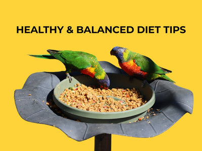 Feeding Guide for Parrots