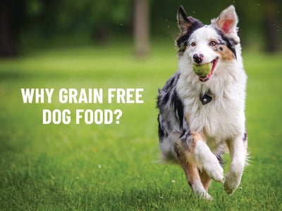 grain free dog food advantages