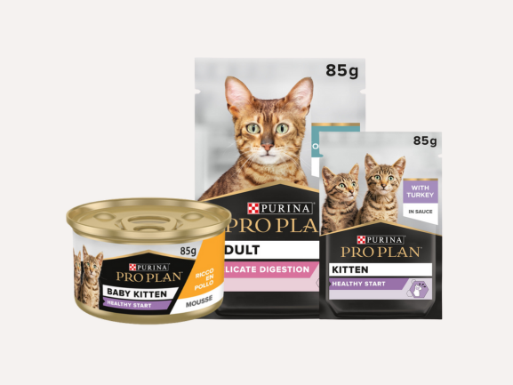Cat Wet Food