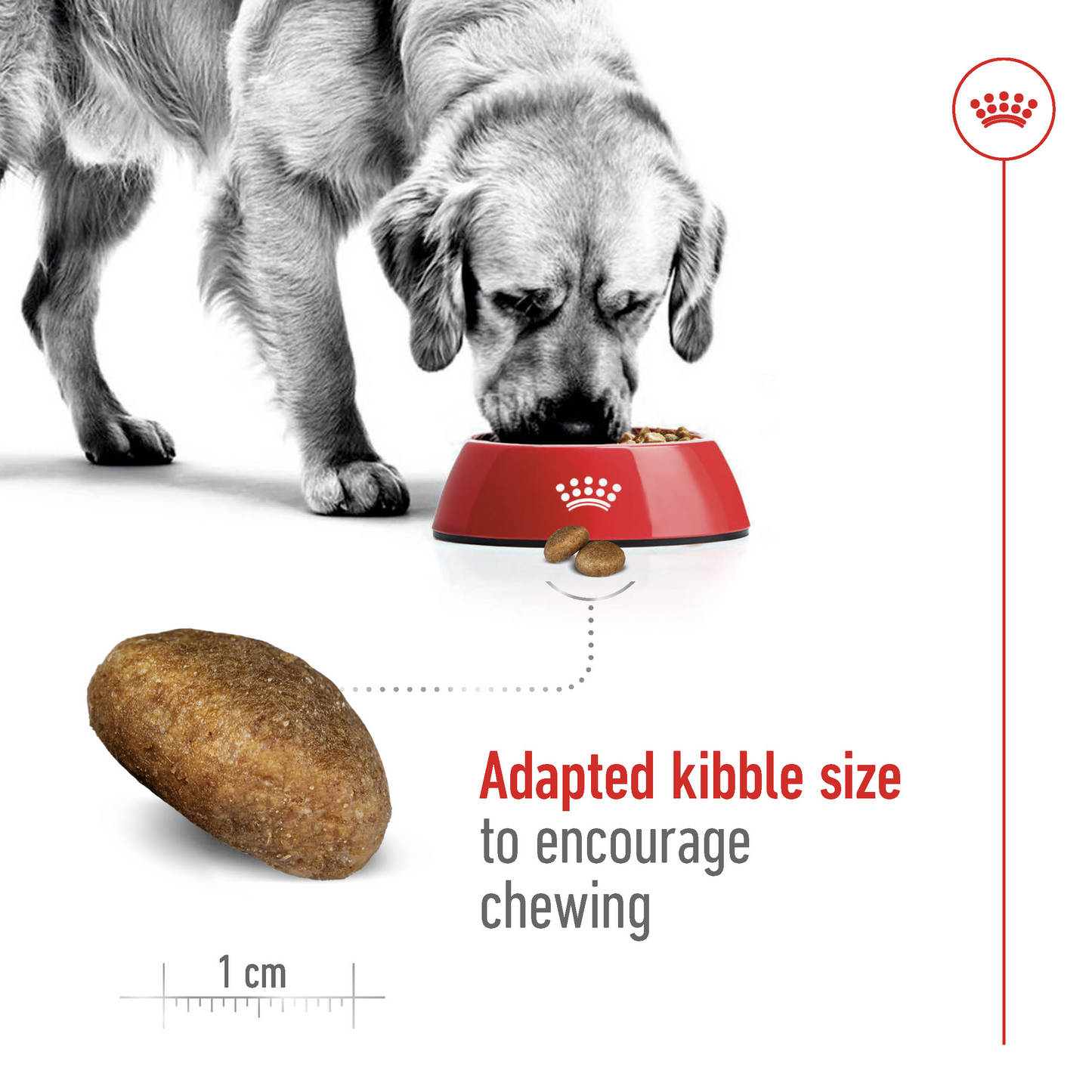 Royal Canin Size Health Nutrition Maxi Adult