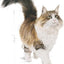Royal Canin  Feline Health Nutrition Sterilised Jelly (WET FOOD - Pouches) 12 x 85g