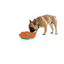 Calming Pals Lick-A-Disk