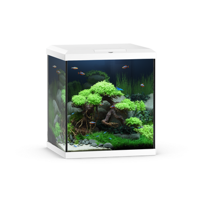 Juwel Vio Cube 54 White