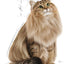 Royal Canin  Feline Care Nutrition Hair & Skin Gravy (INTENSE BEAUTY) (WET FOOD - Pouches)