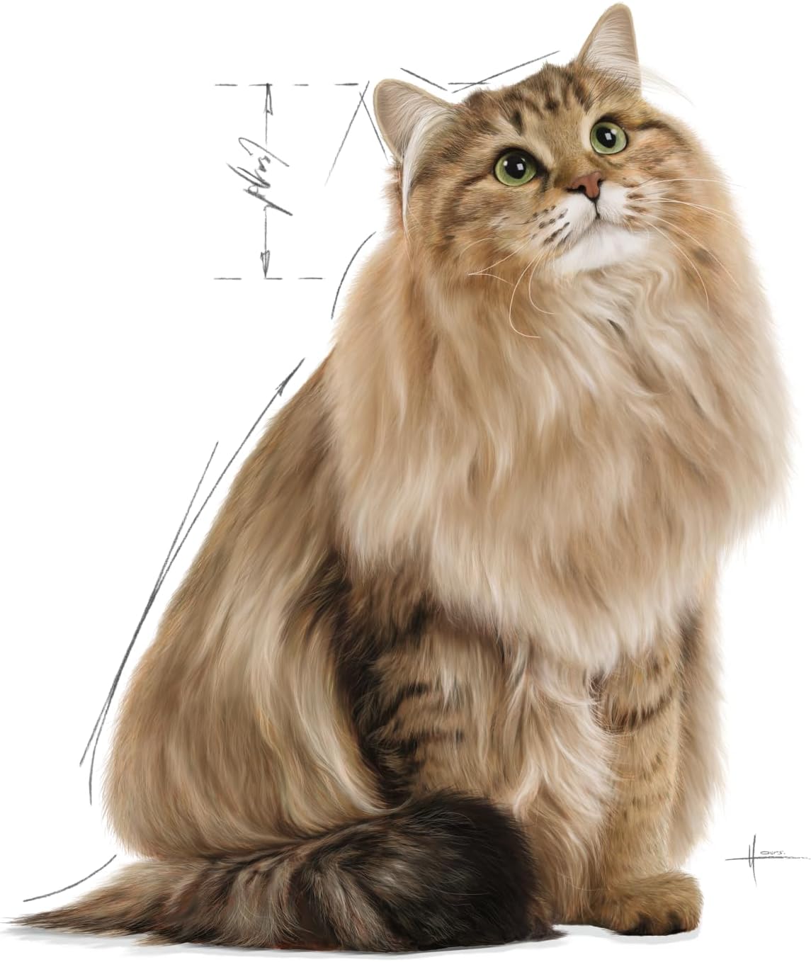 Royal Canin  Feline Care Nutrition Hair & Skin Gravy (INTENSE BEAUTY) (WET FOOD - Pouches)