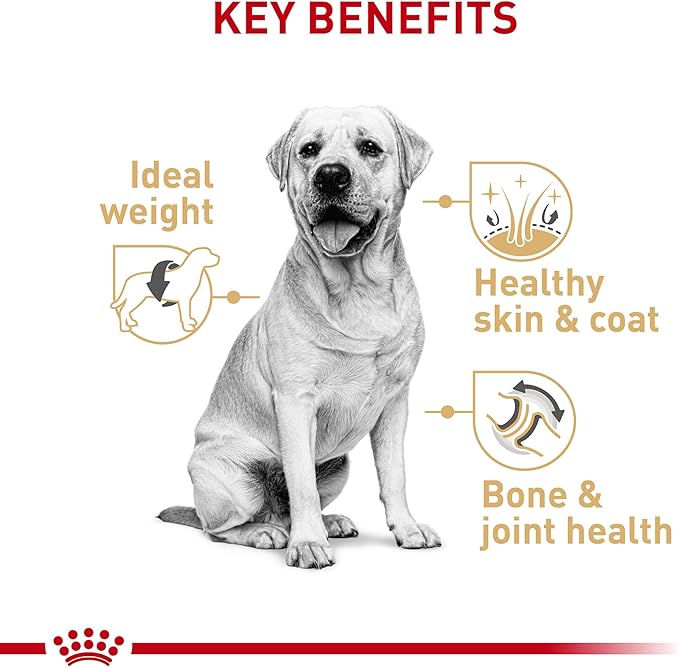 Royal Canin Breed Health Nutrition Labrador Puppy