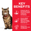 Hill's Science Plan Sensitive Stomach & Skin Adult Cat Food with Chicken