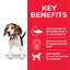 Hill's Science Plan Puppy Food with Chicken - 12x370g