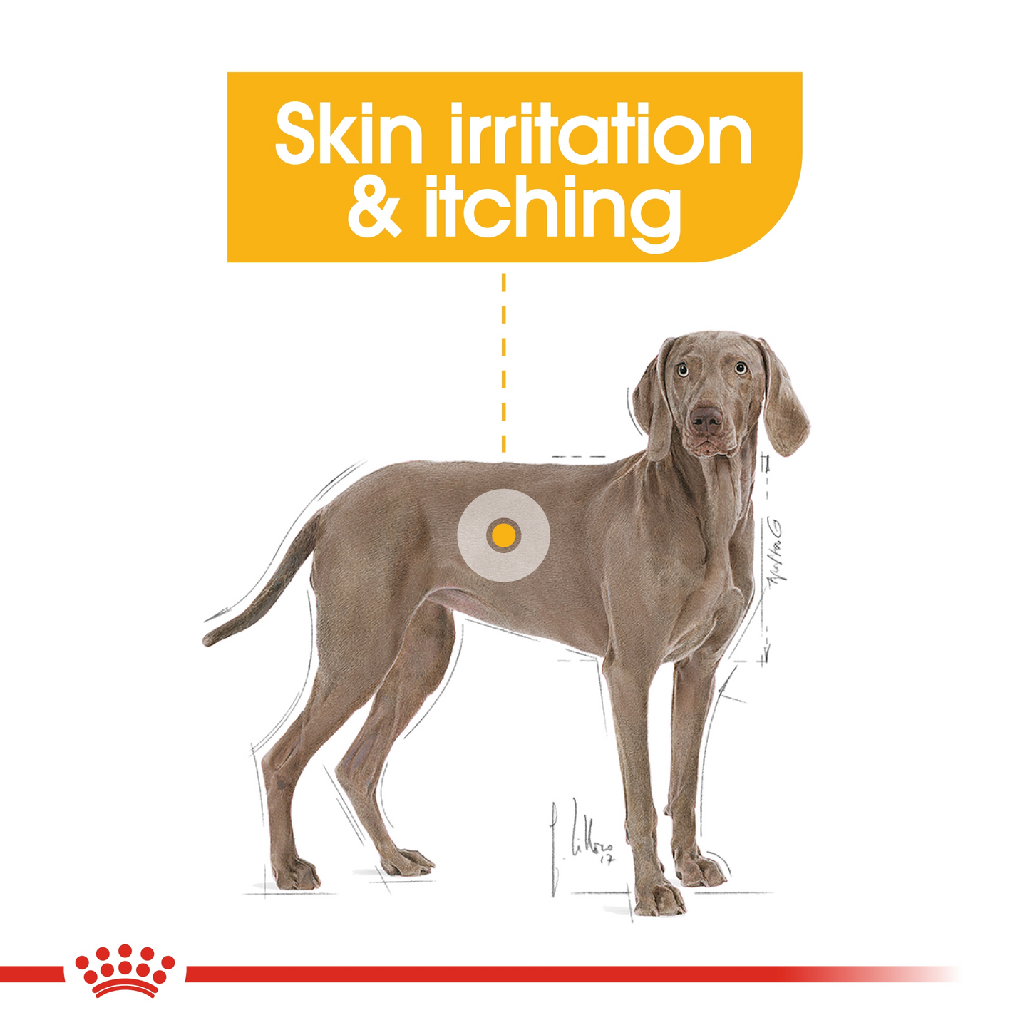 Royal Canin Canine Care Nutrition Maxi Dermacomfort 12 KG