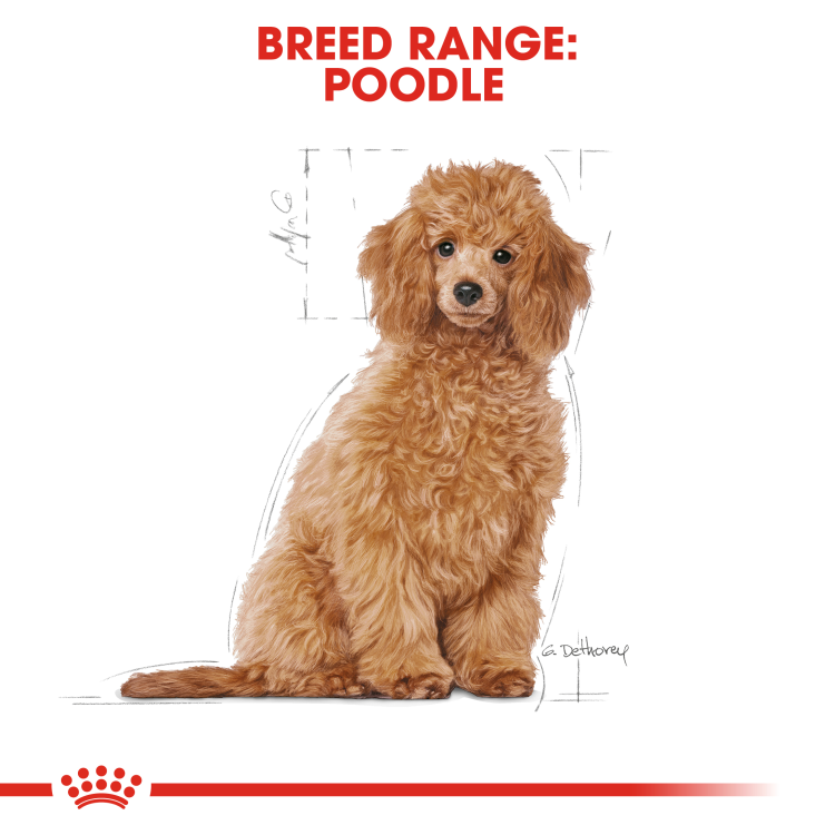 Royal Canin Breed Health Nutrition Poodle Puppy Dry Food - 3 kg