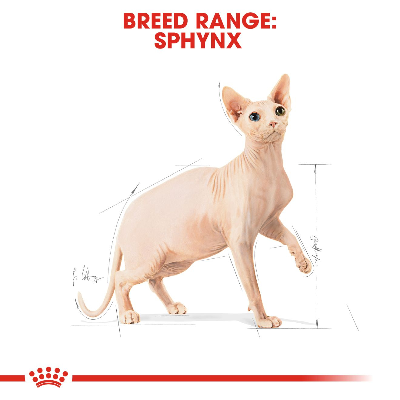 Royal Canin  Feline Breed Nutrition Sphynx 2 KG