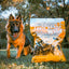Taste Of Wild High prairie Canine Recipe with Roasted Bison & Roasted Venison