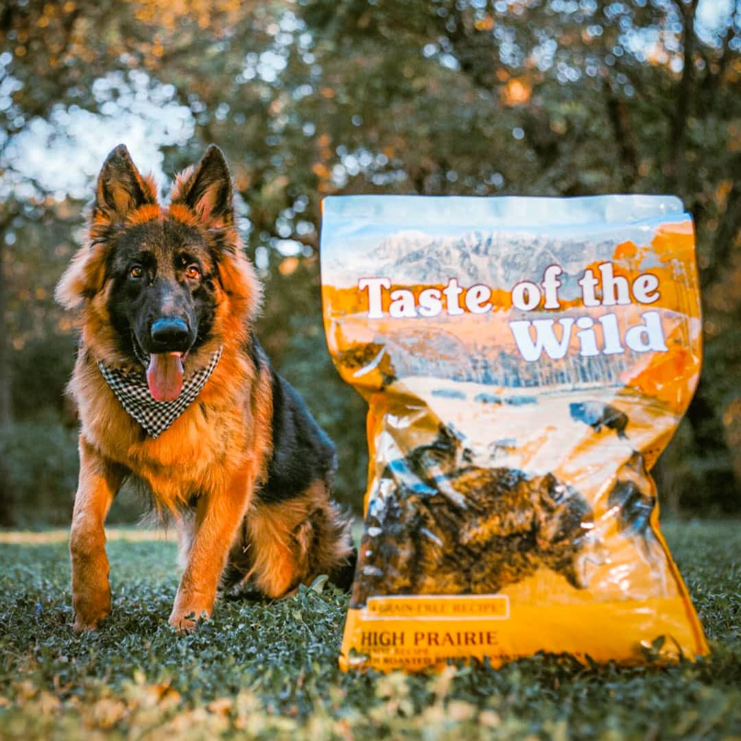Taste Of Wild High prairie Canine Recipe with Roasted Bison & Roasted Venison