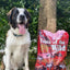 Taste Of Wild Southwest Canyon Canine Recipe with Wild Boar