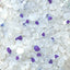 LindoCat Products