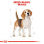 Royal Canin Breed Health Nutrition Beagle Adult 3 KG