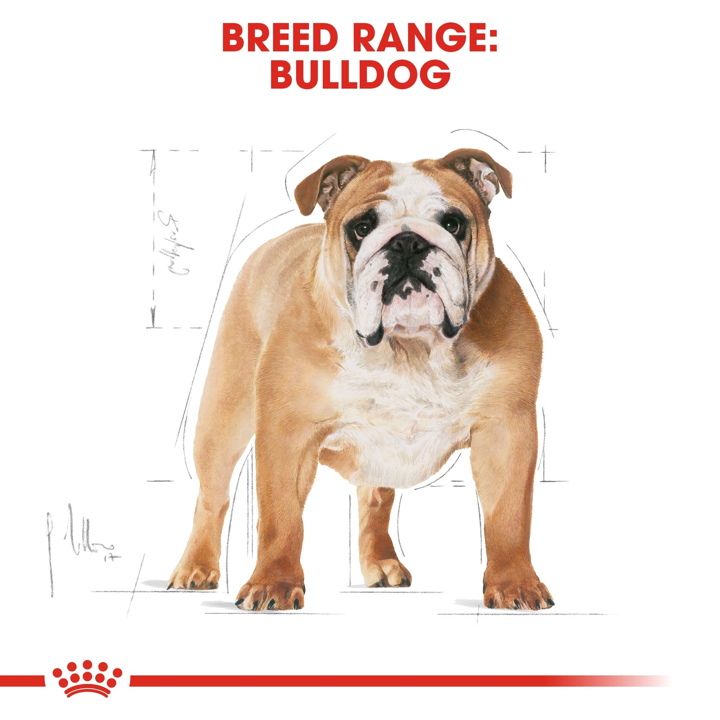 Royal Canin Breed Health Nutrition Bulldog Adult 12 KG