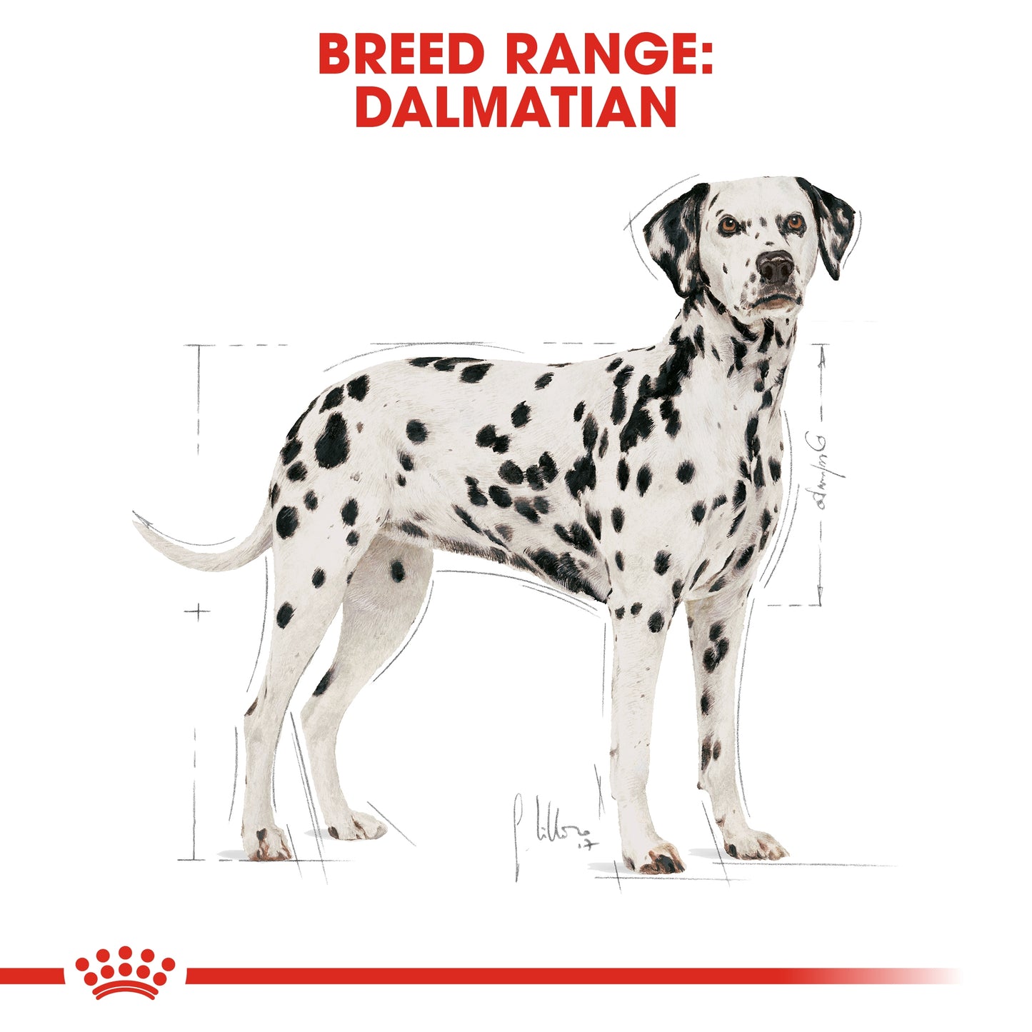 Royal Canin Breed Health Nutrition Dalmatian Adult 12 KG