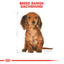 Royal Canin Breed Health Nutrition Dachshund Puppy 1.5 KG